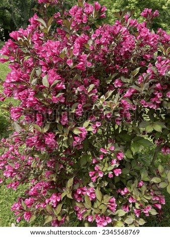 Weigelia shrub in full bloom in early summer. Royalty-Free Stock Photo #2345568769