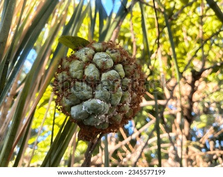 Sugar Apple fruits, or Srikaya, or Annona squamosa, surrounded by Fire ants, or Solenopsis