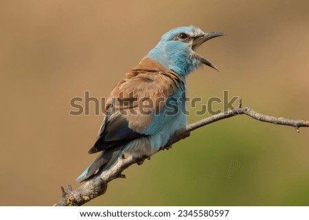 European roller - Coracias garrulus perched, calling with open beak at light brown background. Photo from Ognyanovo in Dobruja, Bulgaria.