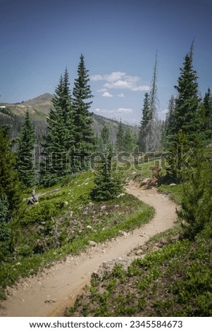 Curvy trail through pine tree forest in Colorado in summer near Crested Butte