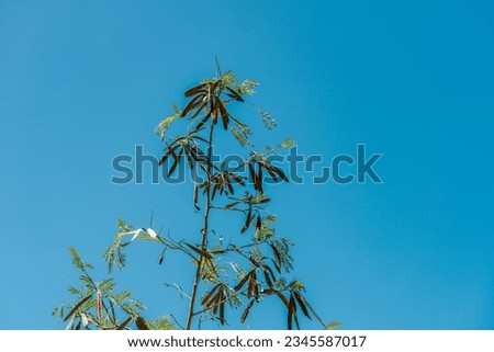 Leucaena leucocephala is a small fast-growing mimosoid tree,jumbay, pearl wattle, white leadtree, river tamarind, ipil-ipil, tan-tan, white popinac, Diamond Head Crater Trail. Honolulu, Oahu, Hawaii