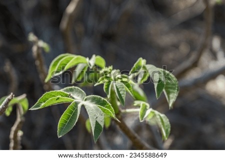 Jatropha gossypiifolia, commonly known as bellyache bush, black physicnut or cotton-leaf physicnut, Diamond Head  Crater, Honolulu, Oahu, Hawaii