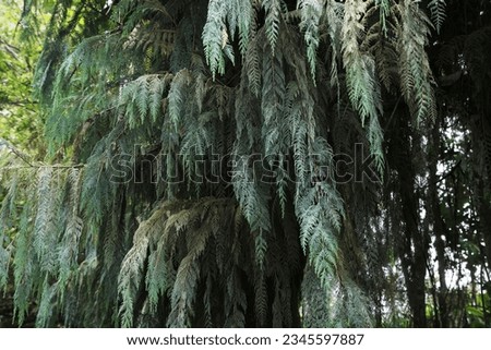 This tree is called the cypress tree, or cupressus cashmeriana, there are even giving the name of the ghost cypress tree. Royalty-Free Stock Photo #2345597887