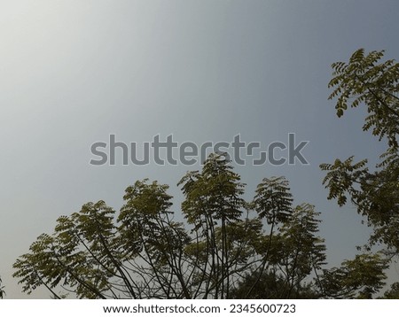 A portrait of trees under a blue sky