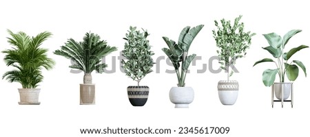Plant in pot. Green plant isolated on white background. PNG file with transparent background also available. Cutout foliage in a stone plant pot. 