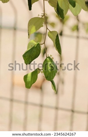 Green leaves on blurred background with grains effects mood