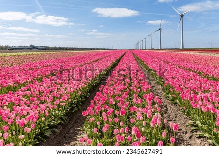 field with rose pink triumph tulips (variety ‘Dynasty’) in Flevoland, Netherlands Royalty-Free Stock Photo #2345627491