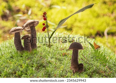 Forest pictures with mushrooms, snails and plants