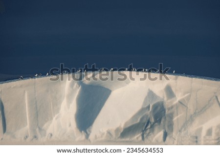 Birds on a curving berg; Birds on an iceberg; Birds on edge-lit iceberg; Scoresby Sund, Greenland