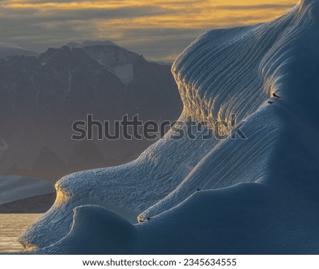 Birds on a curving berg; Birds on an iceberg; Birds on edge-lit iceberg; Scoresby Sund, Greenland