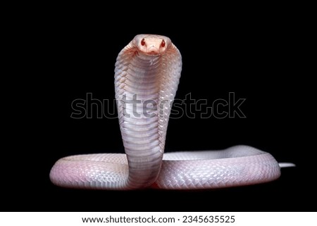 Albino Javan Spitting Cobra (Naja sputatrix) is a species of cobra native to Java and Lesser Sunda Islands in Indonesia. Royalty-Free Stock Photo #2345635525