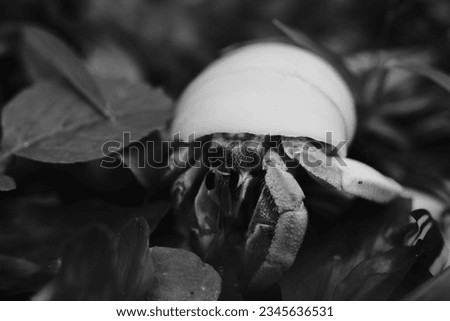 Black and white Monochrome Photo. Macro photo Hermit crab isolated walking on sand in monochrome color. Hermit crab isolated on black and white background. High Quality Monochrome and macro photo
