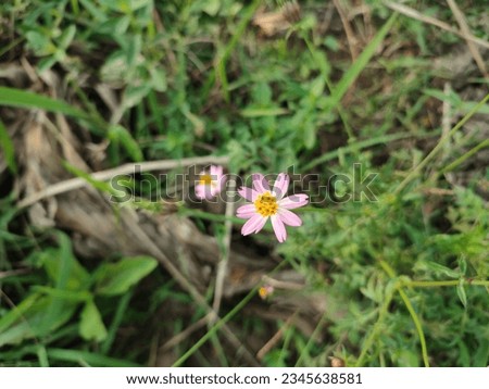 Cosmos caudatus Kunth is a species of plant known locally as Kenikir, belonging to the Asteraceae family . This family is distributed throughout the Neotropical zone.