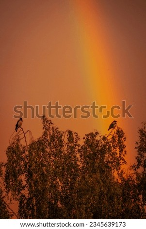 Crow on the top of the trees Rainbow on the crow. Soft selective focus. An artificially created grainy picture