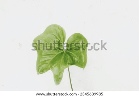 green leaf in the frora nature