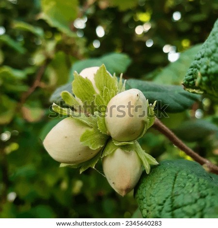 Green ripening hazelnuts or cob nut seeds. Latin name Corylus avellana, the common hazel, is a species of flowering plant in the birch family Betulaceae. Hazelnut tree leaves green background. Royalty-Free Stock Photo #2345640283