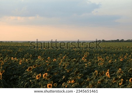Beautiful sunflower field on a sunny summer day
