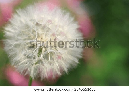 Dandelion on a background of bright flowers. Abstract nature background of Dandelion in summer. Silhouette head of Dandelion flower. Seed macro closeup. High quality photo. Freedom to Wish. Fragility
