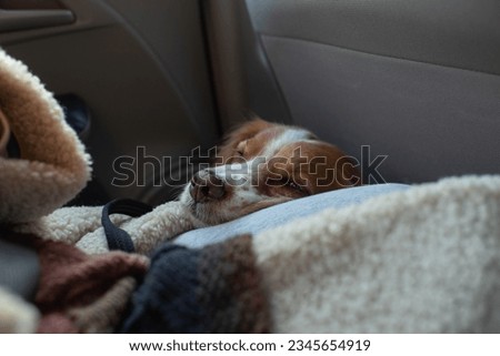 Spaniel with red ears sitting on the floor in the car. Dog taking a nap while traveling in a car. Pet laids head in the girl's lap in the car top view. Horizontal photo.  Royalty-Free Stock Photo #2345654919