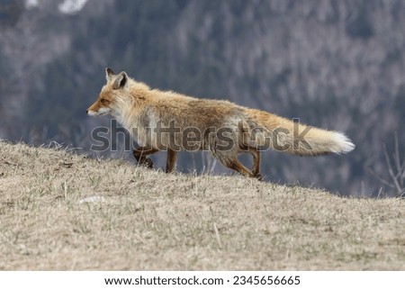  Ezo Red Fox or Vulpes vulpes Hokkaido, Japan