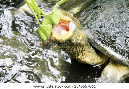 a photography of a turtle with its mouth open and a leaf in its mouth, there is a turtle that is eating a leaf in the water.