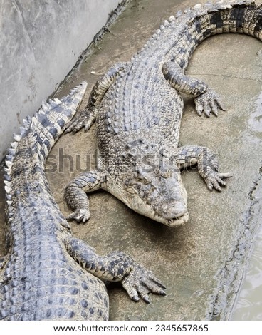 a photography of two alligators laying on a rock near water, there are two alligators that are laying on the ground.