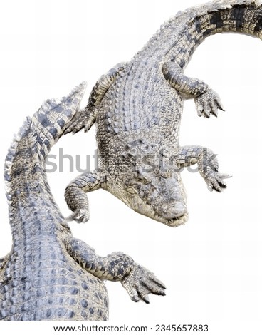 a photography of two alligators are standing next to each other, there are two alligators that are standing next to each other.