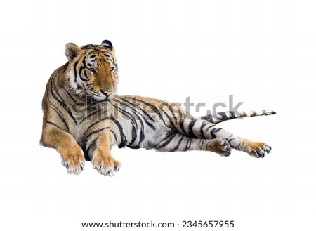 a photography of a tiger laying down on a white surface, there is a tiger that is laying down on the ground.