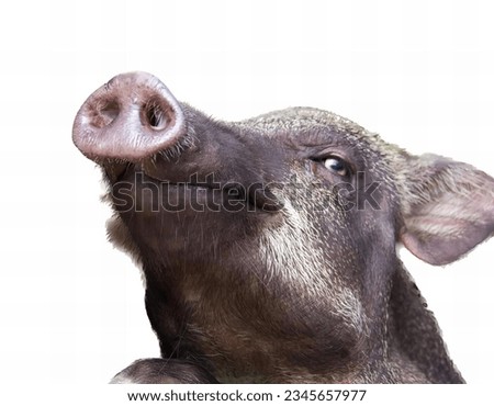 a photography of a pig with a nose ring looking up, there is a pig that is looking up at something.
