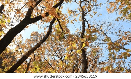 Nature Korea, Maple, Maple Tree, Blue Sky, Autumn Maple, Korean Maple