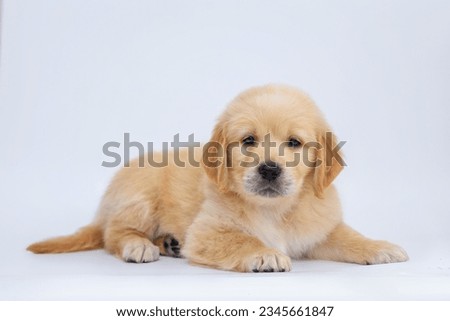 small dog puppy golden retriever labrador on a white background. advertising of a dog on a background  Royalty-Free Stock Photo #2345661847
