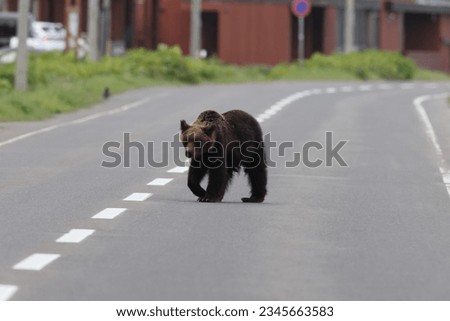 Ussuri brown bear Ursus arctos lasiotus. Shiretoko National Park. Shiretoko Peninsula. Hokkaido. Japan. Royalty-Free Stock Photo #2345663583