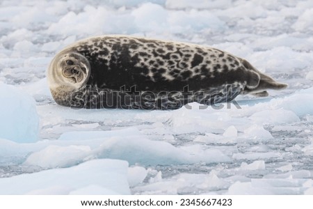 Ringed seal about to dive; Scoresby Sund, Greenland; Ringed seal on ice; Scoresby Sund, Greenland Royalty-Free Stock Photo #2345667423