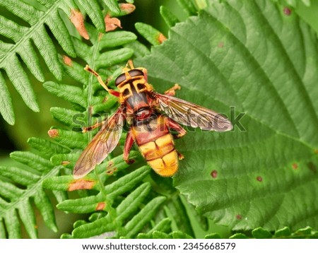 Giant Flower Flies. Hover Flies. Family Syrphidae. Milesia crabroniformis 