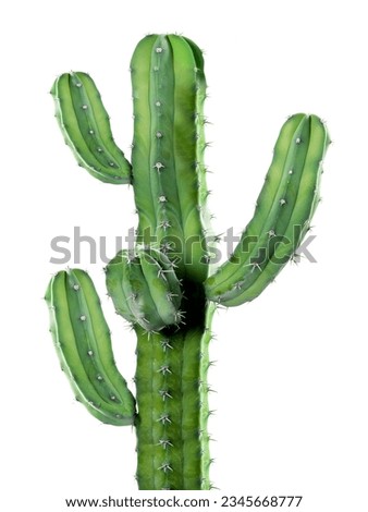 Cactus Leaves on White Background - Cereus Grandiflorus Extract Royalty-Free Stock Photo #2345668777