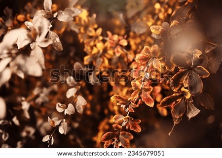 Beautiful autumn landscape with yellow trees and sun. Colorful foliage in the park. Falling leaves background
