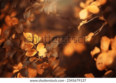 Beautiful autumn landscape with yellow trees and sun. Colorful foliage in the park. Falling leaves background Royalty-Free Stock Photo #2345679137
