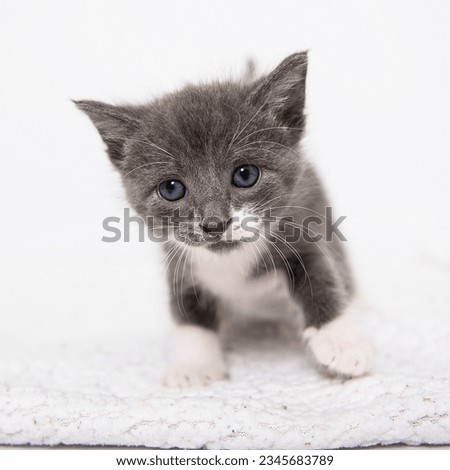 Cute cat having fun in front of white background, isolated image. Photo session in the studio. Purebred cat.