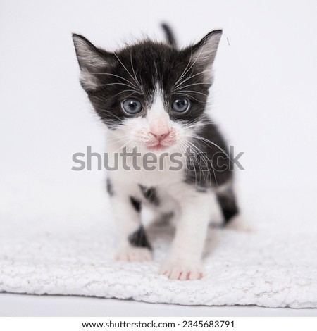 Cute cat having fun in front of white background, isolated image. Photo session in the studio. Purebred cat.