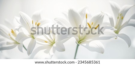 white lily flowers banner. White lily flower on white background. Floral wedding card, celebration, invitation, farewell greeting, condolence. Generative AI. Royalty-Free Stock Photo #2345685361