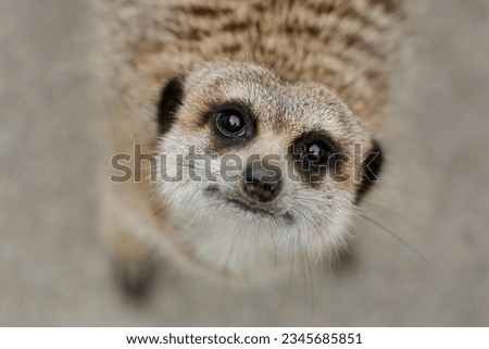 Meerkat stares directly into the lens.