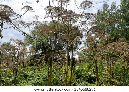 Aggressive dangerous plant Giant Hogweed (heracleum sphondylium)