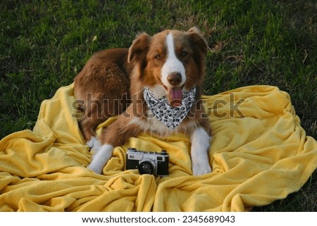 Concept pets look like people. Dog is a professional photographer with a vintage film photo camera. Brown Australian Shepherd lies on yellow blanket at sunset in summer. Aussie red tricolor outside
