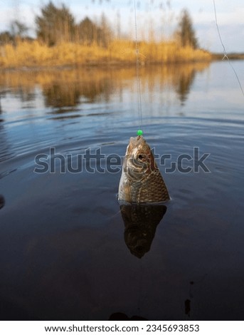 Roach. Gambling fishing on the river in the evening. Leger rig evening biting, bottom line set up Royalty-Free Stock Photo #2345693853