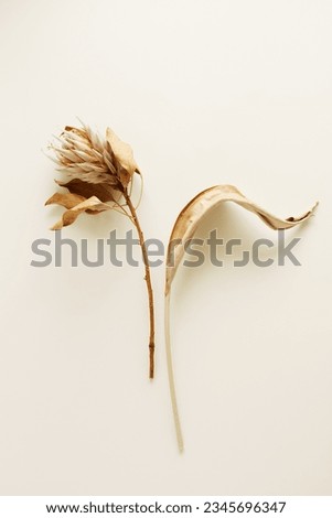 dried exotic flower Protea and leaf top view on beige background close up . Floral card. Fine art aesthetic poster.  Royalty-Free Stock Photo #2345696347