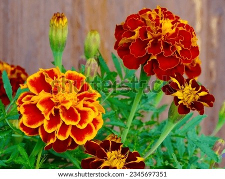 Blossoming French Marigold (Tagetes Patula) in Midsummer: A Vibrant Tapestry of Orange, Yellow and Red Amidst Verdant Greens in a Serene Garden - A Macro Study of Nature's Aesthetic Splendor