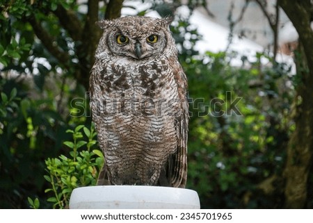  Great horned owl on green natural background