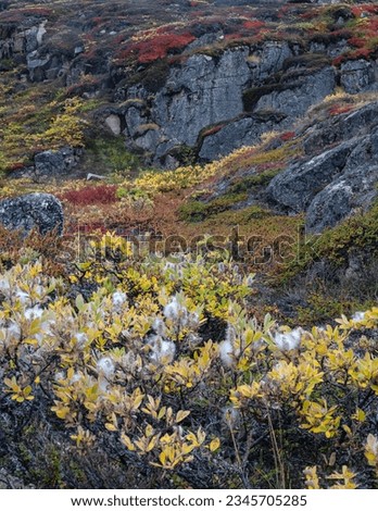 Autumnal colors; Scoresby Sund, Greenland