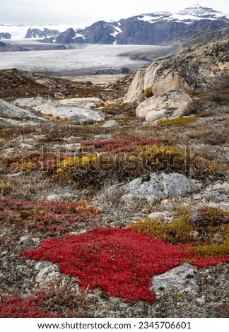 Bearberry to glacier; Scoresby Sund, Greenland; Bearberry, rocks and bergs; Scoresby Sund, Greenland