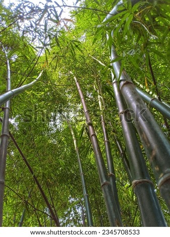 A tall bamboo tree with green leaves basking in the sunlight.
